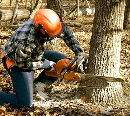 Tree Removal in Blue Earth, MN